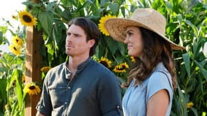 Love Stories in Sunflower Valley — foto 6