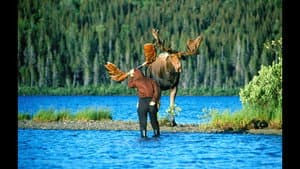 En compagnie des orignaux — foto 1