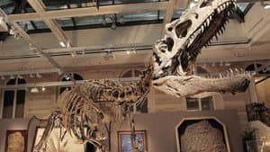 Dinosaurs — foto 1
