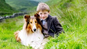 Lassie — foto 3
