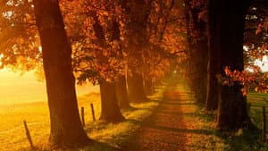 Voir l'automne, une saison en France — foto 1