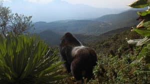 Una historia de gorilas contada por David Attenborough — foto 5