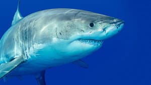 Killer Shark Vs. Killer Whale — foto 5