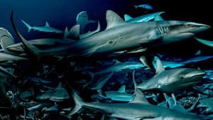700 requins dans la nuit — foto 6