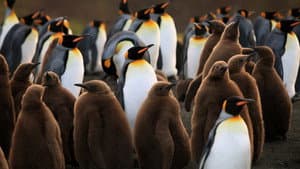 The Penguin King — foto 2