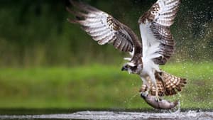 Osprey: Sea Raptor — foto 1