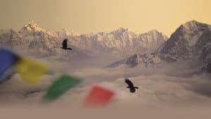 Sherpa — foto 4