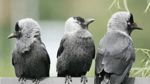 Bird Brain — foto 1