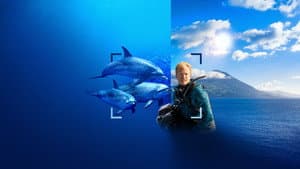 Delfines en primer plano con Bertie Gregory — foto 6