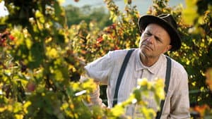 From the Vine — foto 1