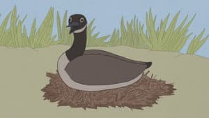 Hudson Geese — foto 5