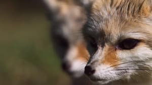 Super Cute Animals — foto 4