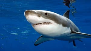 Attaques de Requins à La Réunion : L'enquête — foto 1