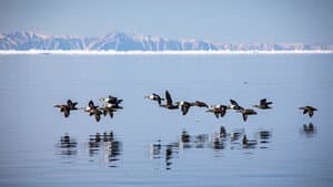 Odyssée sous les glaces — foto 8