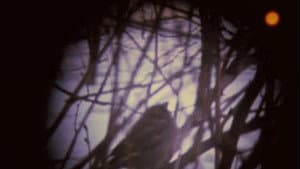 Birds at Sunrise — foto 2