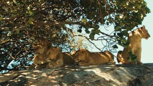 Lions Rule — foto 4