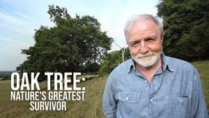 Oak Tree: Nature's Greatest Survivor — foto 2