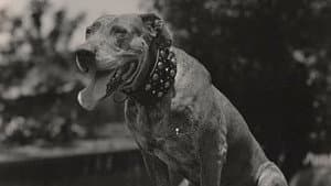 A Dog Catcher's Love — foto 1