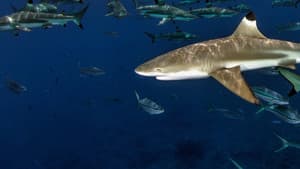 Sharks of Lost Island — foto 5