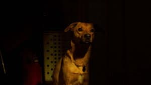 Soleil — foto 1
