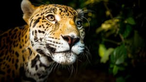Big Cats — foto 1