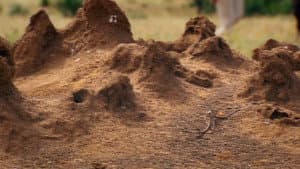 Termites: The Inner Sanctum — foto 3