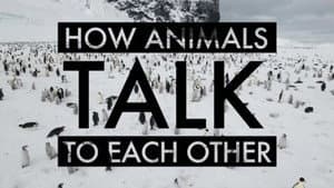 How Animals Talk To Each Other — foto 1