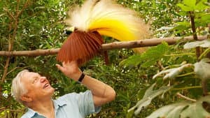 Attenborough's Paradise Birds — foto 3