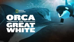 Orca Vs. Great White — foto 4