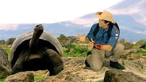 Tortugas Gigantes