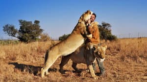 Killer IQ: Lion vs. Hyena — foto 3