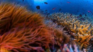 Pristine Seas: The Power of Protection — foto 3