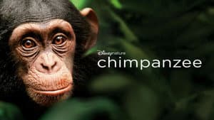 Chimpancés — foto 2