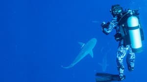 World's Biggest Bull Shark? — foto 3