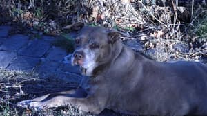 Dog Movie — foto 2