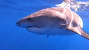 Sharks of Hawaii — foto 1