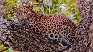 Asia's Wild Secrets — foto 11