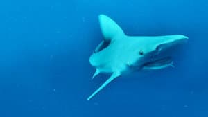 Bull Shark vs. Hammerhead — foto 7