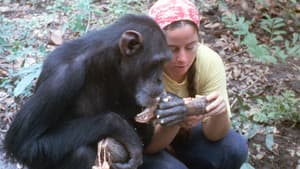 Lucy, el chimpancé humano — foto 6