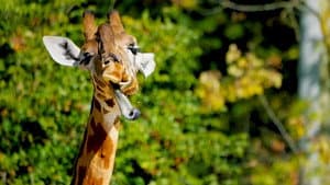 Des plaisirs pas si bêtes — foto 3