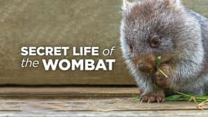 La vida secreta de los wombat — foto 1