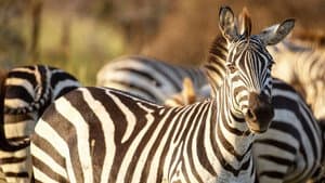 Incredible Animal Journeys — foto 6