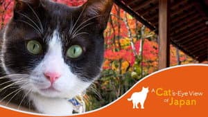 A Cat's-Eye View of Japan — foto 1