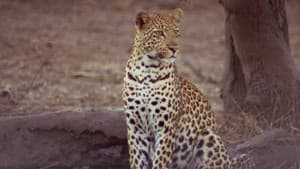 África