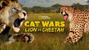 Cat Wars: Lion vs. Cheetah — foto 4