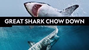 Great Shark Chow Down — foto 8