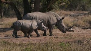 Le rhinocéros blanc — foto 1