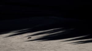Le Chant des forêts — foto 8