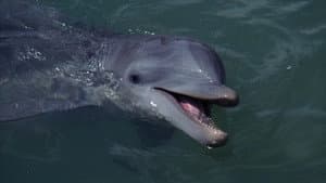 Flipper — foto 1