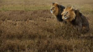 Lion Gangland — foto 1